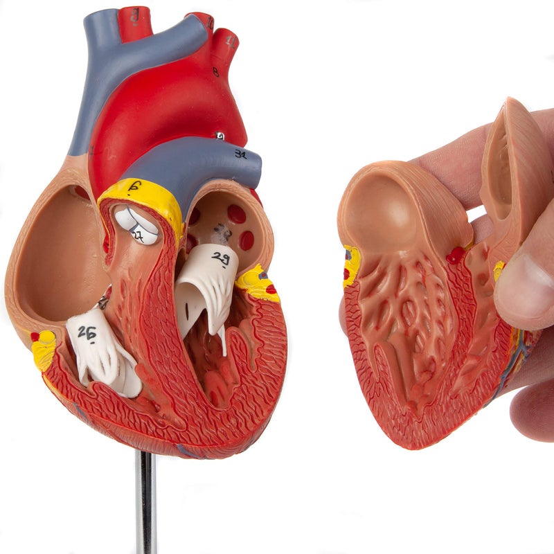 Axis Scientific Life-Size Human Heart Model, 2-Part Magnetic Design with 34 Clearly Labeled Internal Structures, Mounted on Base, Includes Anatomy Study Manual for Medical and Educational Use - Image 4